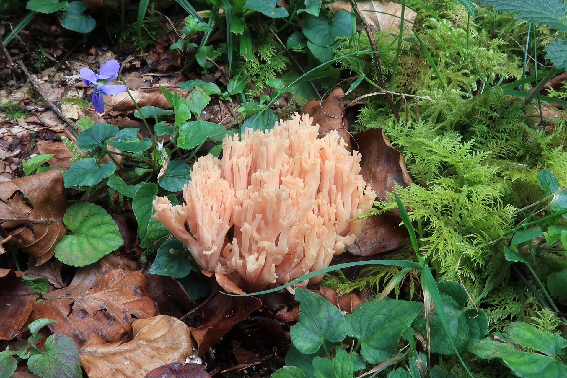 Ramaria lutea - 1 - IMG_6479